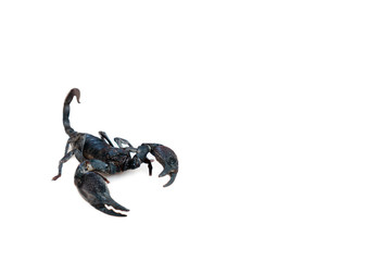 The big black scorpion is poisonous.