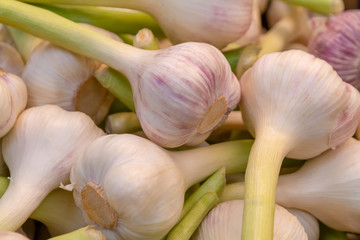 Heads of young garlic