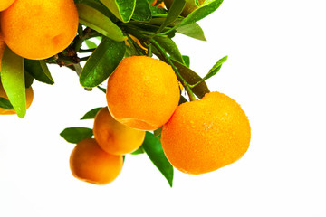beautiful tangerine tree on white background