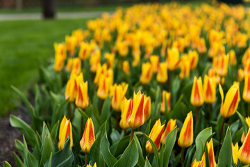 Spring flower garden of Keukenhof in Lisse,