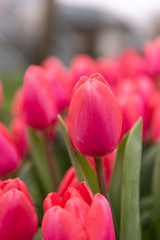 Spring flower garden of Keukenhof in Lisse,