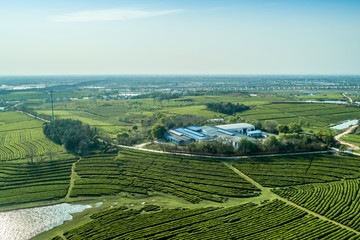  Tea Garden Overlooking Fenghuanggou Scenic Area in Nanchang County 