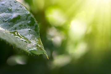 Green leaf and water drops macro background .