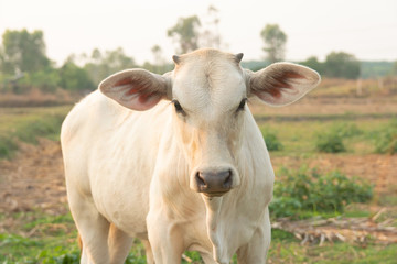 White cow on meadow