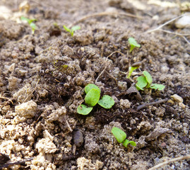 Young lettuce plants on vegetable garden bed. Lettuce sprout on the ground. Green lettuce seedling. Food and vegetable background.