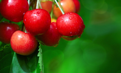 Macro shot of red cherries hanging on a tree branch. Nature background.