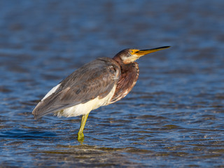 Tricolored Heron Foraging on the Pond