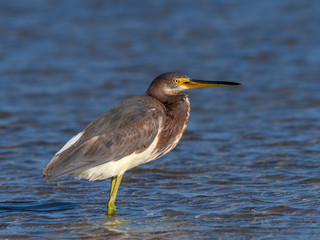 Tricolored Heron Foraging on the Pond