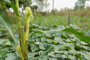 Young corn cob on tree