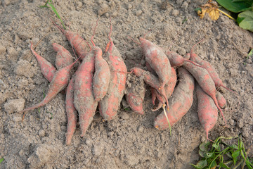 Sweet potato on ground just harvested from farm