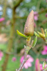 Purpur-Magnolien Knospe (Magnolia liliiflora) im April. Geschlossene Magnolie im Frühling. Blühende Magnolien.