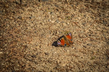 Colorful peacock butterfly with its red, violet, black and purple wings open sitting on a brown ground, copy space, bright sunny spring day in the woods