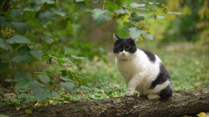 A beautiful cat sits on a tree in the garden.. Balinese cat sitting on a cherry tree in a green garden