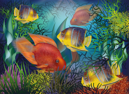 Underwater background with tropical fish, Red Parrot and Royal angelfish, vector illustration