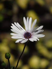 white flower Margarete