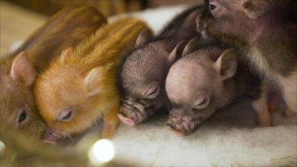 Little fluffy piglets. Beautiful mini piggy. Beautiful homemade decorative piglets.