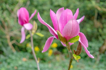 Purpur-Magnolie (Magnolia liliiflora) blüht in voller Blüte im Licht der warmen Frühlingssonne. Pinke Magnolienblüten an Zweigen. Wunderschöne Magnolien im Frühling.
