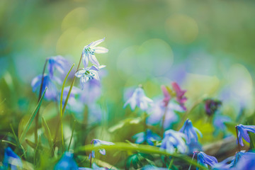 Blue snowdrops and a spring sunny forest	