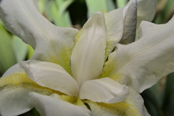 White Lily , Spring in garden