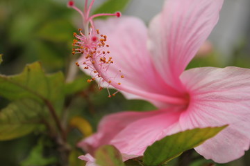 Hibiscus Pink Flower macro