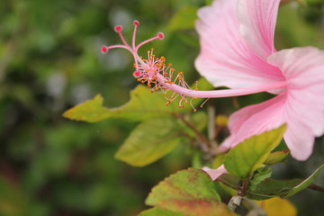 Hibiscus Pink Flower macro