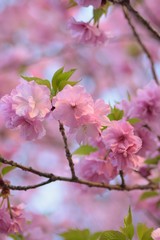 Landscape of Pink Cherry blosoms in sunshine