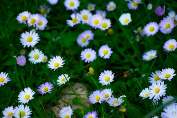Wild daisies