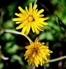 Wild daisies