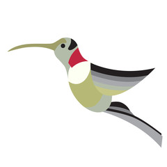 colibri flat illustration on white