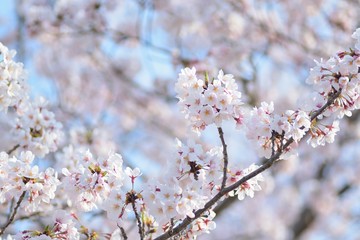 Landscape White Cherry Blossoms in Sunshine