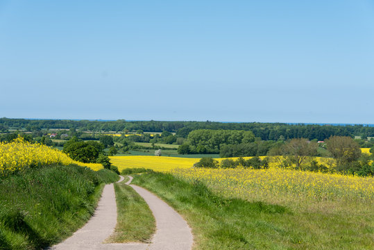Gr&uuml;n und gelb im Wechsel, Schleswig-Holsteinische Landschaft mit gelbem Rapsfeld im Fr&uuml;hling