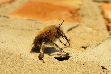 Horned bee in the garden, closeup