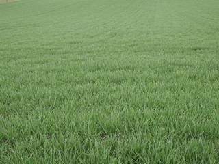 Wiosna na polu - zboże  © Ola i Eryk