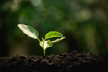 Close-up young plant growing in the soil concept save nature or agriculture on soft green tree background.