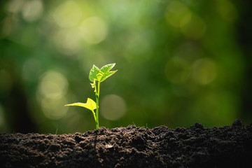 Close-up young plant growing in the soil concept save nature or agriculture on soft green tree...