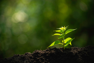 Close-up young plant growing in the soil concept save nature or agriculture on soft green tree background.