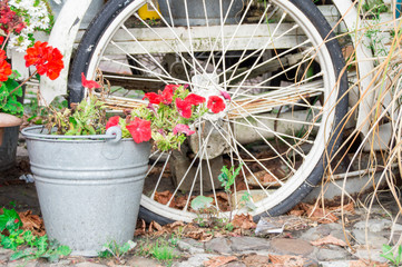 Fototapeta na wymiar red geranium in zinc bucket with white bike