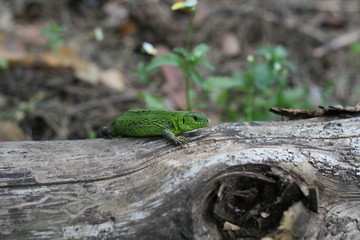 A green forest lizard basks in the sun, she prefers to have a rest on the barrel of old dry tree.