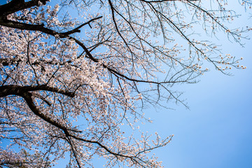 桜と青空