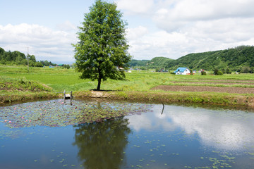 池の畔に立つナナカマドの木