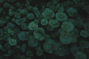 Water Pennywort, Gotu kola, Centella asiatica, Asiatic pennywort, Indian pennywort leaf green dark tone background.
