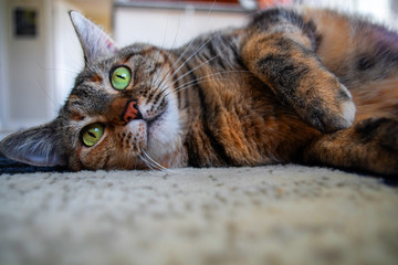 Cats