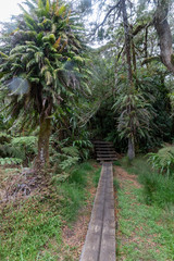 Forêt tropical à La Réunion dans l'Océan Indien