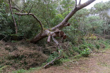 Obraz premium Forêt tropical à La Réunion dans l'Océan Indien