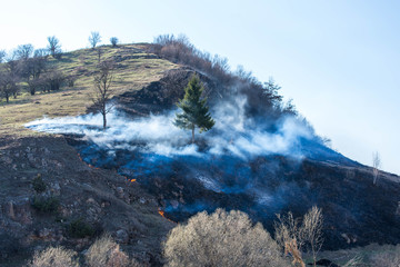 Single pine tree in dense smoke on the hill, locals burning the dry vegetation at springtime.