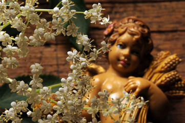 Sambucus ft8105_6692 Sambuco