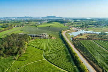 Fototapeta na wymiar Overview of China's Green Tea Gardens
