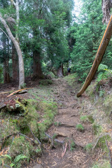 Forêt tropical à La Réunion dans l'Océan Indien