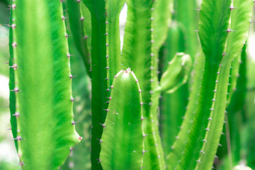 close up green cactus budding texture for background