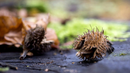 Plant in macro © Roman Trojanowski